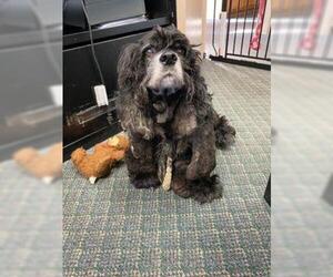 Cocker Spaniel Dogs for adoption in Newport, KY, USA