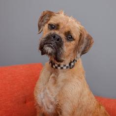 Border Terrier Dogs for adoption in Mission Hills, CA, USA