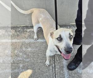 American Staffordshire Terrier-Unknown Mix Dogs for adoption in San Antonio, TX, USA