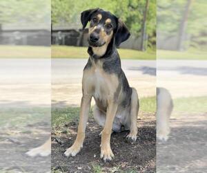 German Shepherd Dog Dogs for adoption in PIPE CREEK, TX, USA