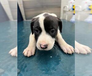 Catahoula Leopard Dog-Labrador Retriever Mix Dogs for adoption in Mobile, AL, USA