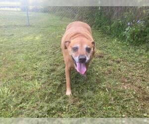 Labrador Retriever Dogs for adoption in Camden, TN, USA