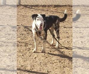Catahoula Leopard Dog Dogs for adoption in Surprise , AZ, USA