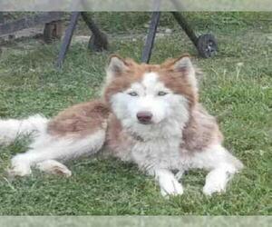 Alaskan Husky Dogs for adoption in San Antonio, TX, USA