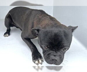 Chug Dogs for adoption in Houston, TX, USA