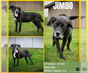 Labrador Retriever-Unknown Mix Dogs for adoption in Abbeville, LA, USA