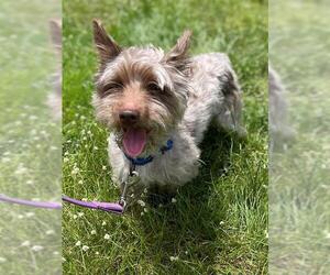 Poodle (Miniature)-Unknown Mix Dogs for adoption in Naples, FL, USA