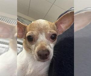 Chihuahua Dogs for adoption in Houston, TX, USA