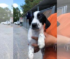 Bocker Dogs for adoption in SHERBURNE, NY, USA
