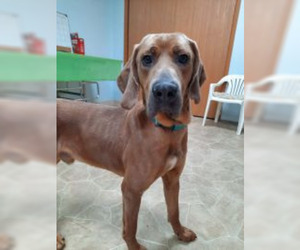 Redbone Coonhound Dogs for adoption in Neillsville, WI, USA