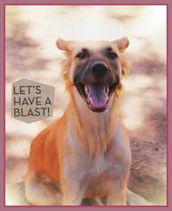 Australian Retriever Dogs for adoption in Chandler, AZ, USA
