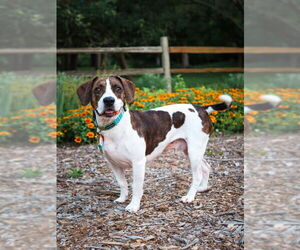 Beabull Dogs for adoption in House Springs, MO, USA