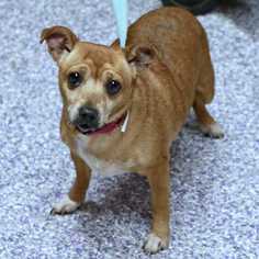 Chihuahua-Unknown Mix Dogs for adoption in Palatine, IL, USA