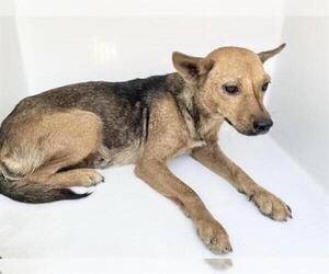 German Shepherd Dog-Unknown Mix Dogs for adoption in Houston, TX, USA