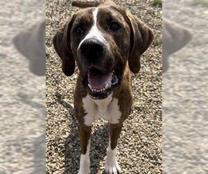 Great Dane-Unknown Mix Dogs for adoption in Canfield, OH, USA