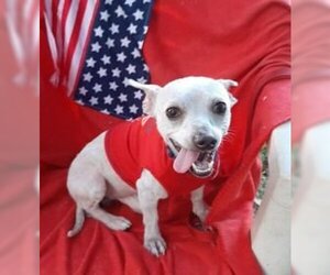 Chihuahua-Unknown Mix Dogs for adoption in Missouri City, TX, USA