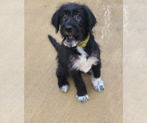 Labradoodle Dogs for adoption in Columbus, IN, USA