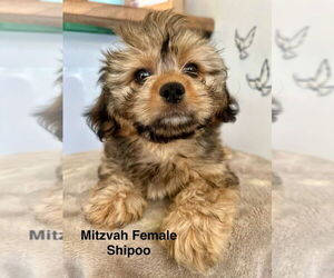 Shih-Poo Dogs for adoption in Studio City, CA, USA