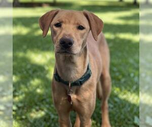 Medium Photo #22 Labrador Retriever-Unknown Mix Puppy For Sale in San Diego, CA, USA