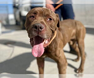 Mastiff-Unknown Mix Dogs for adoption in HESPERIA, CA, USA