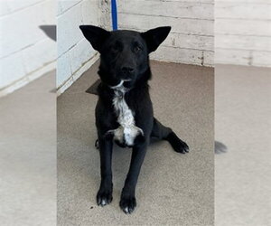 German Shepherd Dog Dogs for adoption in San Bernardino, CA, USA