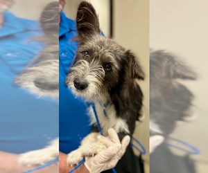 Unknown-Welsh Terrier Mix Dogs for adoption in Woodbury, NY, USA