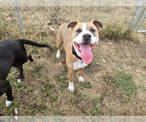 American Pit Bull Terrier-Unknown Mix Dogs for adoption in McKinleyville, CA, USA