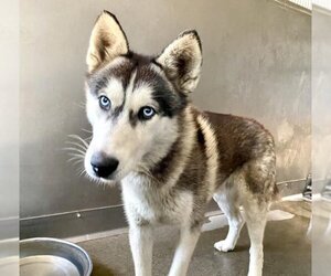 Siberian Husky Dogs for adoption in San Bernardino, CA, USA