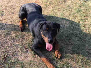 Rottweiler Dogs for adoption in Grand Prairie, TX, USA