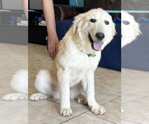 Great Pyrenees Dogs for adoption in Goodyear, AZ, USA