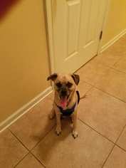 Puggle Dogs for adoption in Crestview, FL, USA