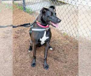 Labrador Retriever-Unknown Mix Dogs for adoption in Kennesaw, GA, USA