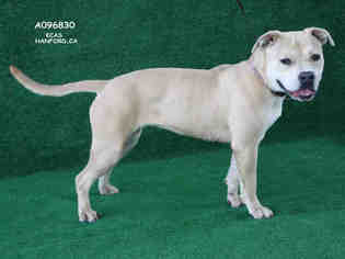 Medium Photo #1 American Pit Bull Terrier Puppy For Sale in Hanford, CA, USA