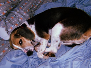 Medium Photo #1 Beagle-Unknown Mix Puppy For Sale in Charlotte, NC, USA
