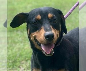 Basset Hound-Unknown Mix Dogs for adoption in Yardley, PA, USA