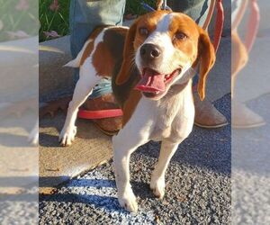 Beagle Dogs for adoption in Dellslow, WV, USA