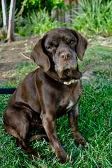 Bocker Dogs for adoption in Sherman Oaks, CA, USA