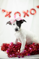 Medium Photo #1 Border Collie-Boxer Mix Puppy For Sale in north little rock, AR, USA
