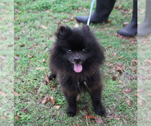 Pomeranian Dogs for adoption in Mount Pleasant, SC, USA