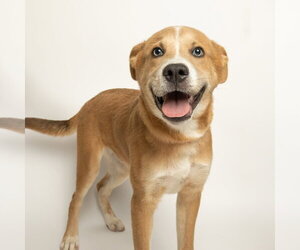 Siberian Husky-Unknown Mix Dogs for adoption in Rowlett, TX, USA