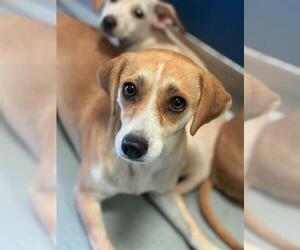 Chihuahua-Unknown Mix Dogs for adoption in Visalia, CA, USA