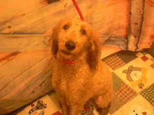Goldendoodle Dogs for adoption in Forestville, MD, USA
