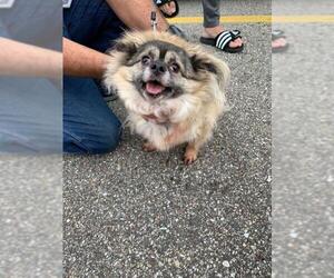 Medium Photo #1 Pomeranian Puppy For Sale in Newaygo, MI, USA