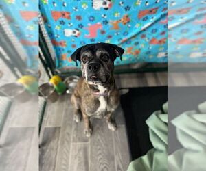 Bullboxer Pit Dogs for adoption in Calgary, Alberta, Canada