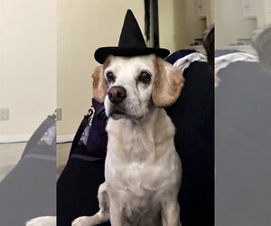 Beagle-Unknown Mix Dogs for adoption in  Ramona, CA, USA