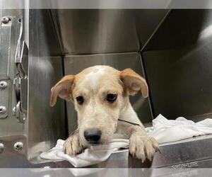 Mutt Dogs for adoption in Waco, TX, USA