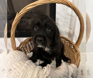 Boxador Dogs for adoption in Ball Ground, GA, USA