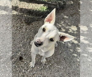 Mutt Dogs for adoption in Bolivar, MO, USA