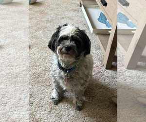 Shih Tzu-Unknown Mix Dogs for adoption in Waterloo, IA, USA