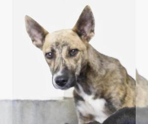 Mutt Dogs for adoption in San Antonio, TX, USA